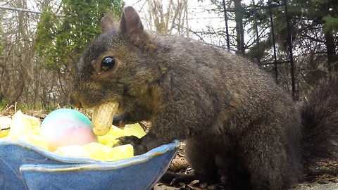Friendly squirrel gets Easter basket from Grandma