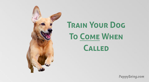 How to train dog EASILY to come when called?