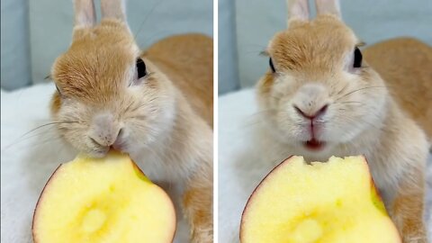 Cute rabbit eating apple slices
