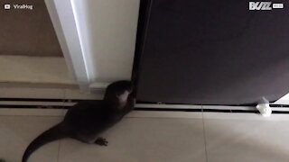 Lontra alla ricerca di cibo nel frigorifero