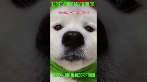 10 Things You Should Pay Attention To! #Shorts #Youtube#ExtremeSports #Puppy #Puppies #Cute Puppy