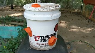 Chickens Learning How To Eat From A Spring Feeder.