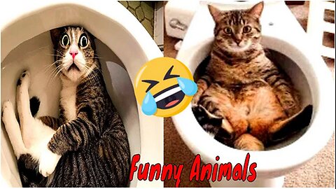 Best Funny Animal Videos 003 - Dogs & Cats Video - Try Not To Laugh