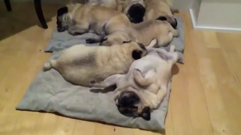 Snoring pile of pugs !!!