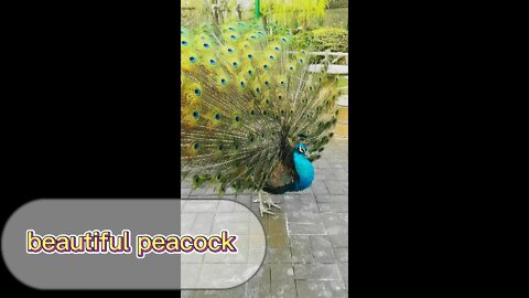 I ran into a peacock in the park today, it was amazing