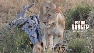 Lions In The Early Morning | Maasai Mara Safari | Zebra Plains