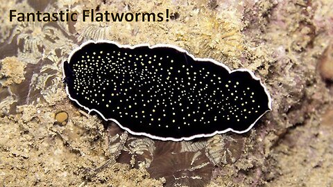 Fantastic Flatworms!