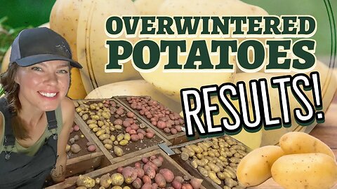 Growing Potatoes over the Winter: The Results!
