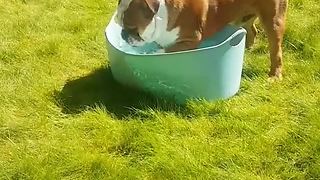 Bulldog knows exactly how to beat the summer heat