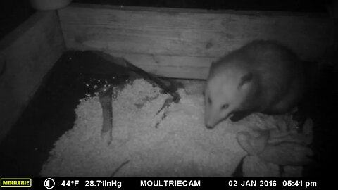 Possum 🐀 munchin` 🥣 and chillaxin` #cute #funny #animal #nature #wildlife #trailcam #farm #homestead