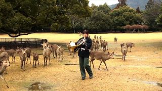 Sacred Japanese Deers Amaze Tourists