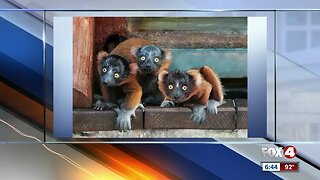 Critically endangered lemurs born at Naples Zoo