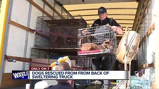 17 dogs taken to Downriver shelters after being found in the back of a truck