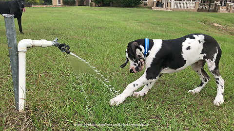Playful Great Dane puppy attacks water faucet