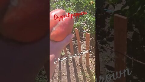biggest peppers I have ever grown #shortsvideo #socialmedia #organic #garden #tips @TalkwithSally