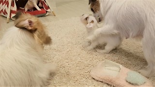 Jack Russell Mom Prevents Puppy From Going Into Trouble