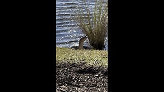 Florida Softshell Turtle & Blue Tilapia? 4K