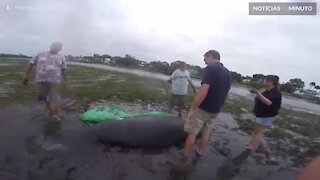Peixe-bois encalhados em praia na Flórida são resgatados