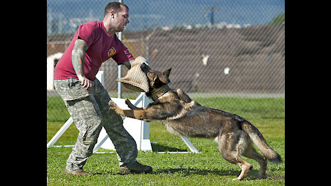 How to defend yourself against a dog attack