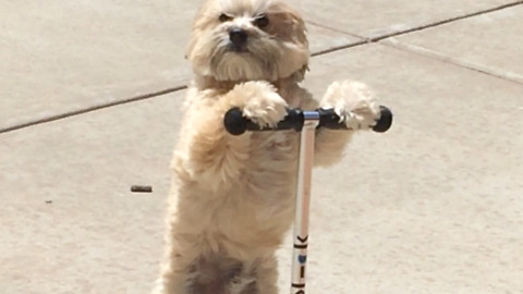 Dog Rides Scooter! He Is Now Known As Oscar The Daredevil