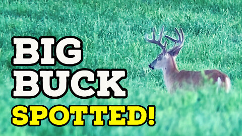 BIG Buck Spotted! (Summer Deer SCOUTING)