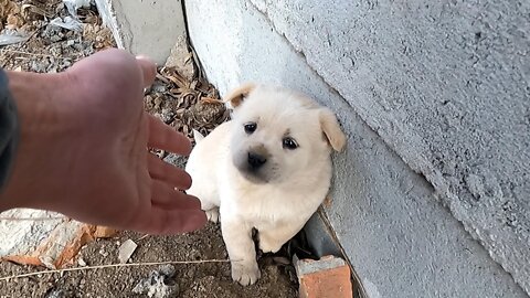 Hardy's story - Wolf howling stray puppy looking for mom was rescued from the dump