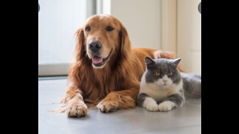 How to train your dog to leave your cat alone | How to teach your dog and cat to get along