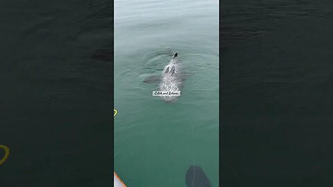 Lubina Negra Gigante!! 🐟 Black Seabass off a Stand Up Paddle board #blackseabass #catchandrelease