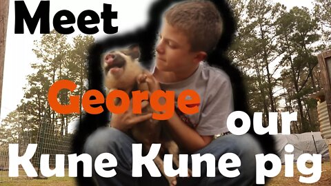 Meet George our Kune Kune pig