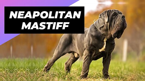 Neapolitan Mastiff 🐶 One Of The Biggest Dog Breeds In The World #shorts