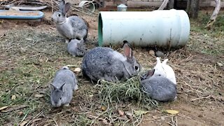 Baby bunnies eat hay with Momma