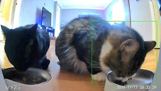 02-23-2023 Cat/Bird Feeding Stream