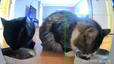 02-23-2023 Cat/Bird Feeding Stream