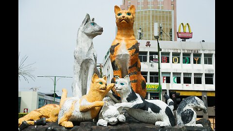 The beautiful city of cats