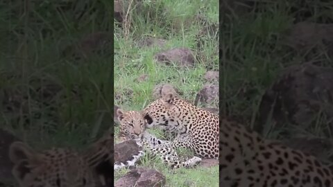 Our Encounter with Leopard Family!🤔#shorts #safari #travel #travelling
