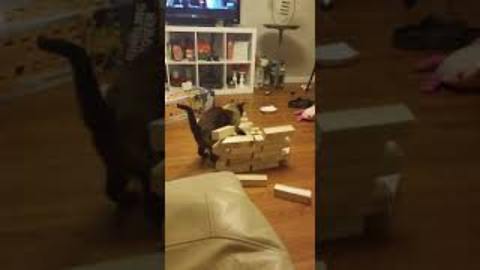 Silly Cat Goes Into Attack Mode On A Wooden Block Tower