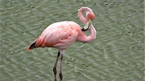 Beautiful pink flamingo eats shrimp in the Galapagos Islands