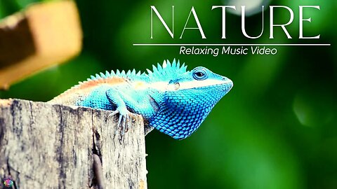 Relaxing Beautiful Stress Relief-Soothing Music With Nature Sound & Calm The Mind #shorts