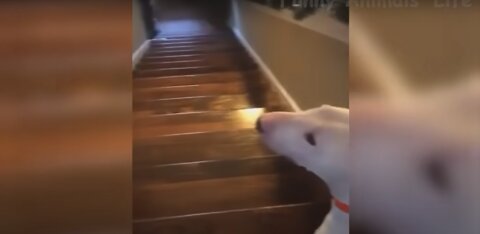 Dog falling from stairs extreme fuuny video!!!
