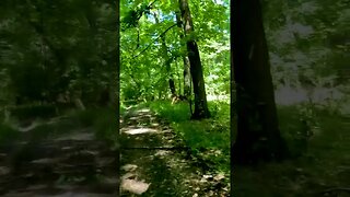 Calugareni Forest | Calugareni, Giurgiu | Ambiental music | 4k Virtual Tour | 🇷🇴