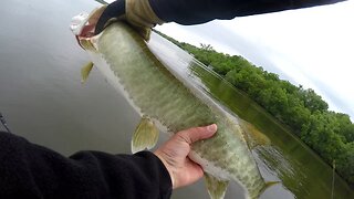 Fisherman Catches MUSKIE while Bass Fishing!