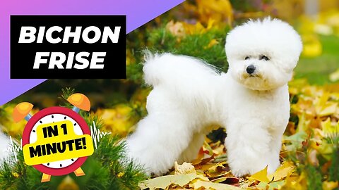 Bichon Frise - In 1 Minute! 🐶 One Of The Smallest Dog Breeds In The World | 1 Minute Animals