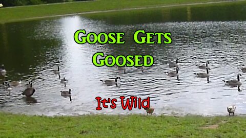 Goose Gets Goosed - It's Wild
