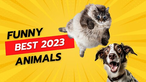 Funny animals best 2023