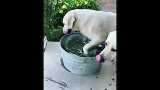 Labrador Bathes And Drinks Water At The Same Time
