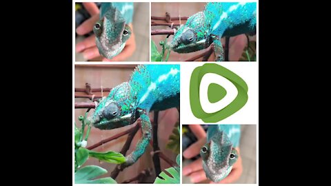 How Do Chameleons Drink Water?💧