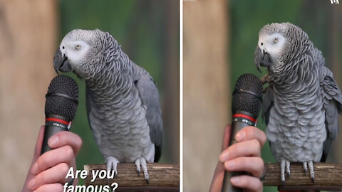 Talking Parrot off her impressive vocabulary skills with 200 Sounds
