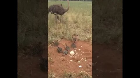 ostrich with her kids