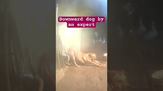 Downward dog. Farm surveillance- watch dog on duty
