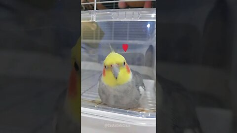 Cute Cockatiel Clicks ❤️ 😍 💖 #featheredfriends